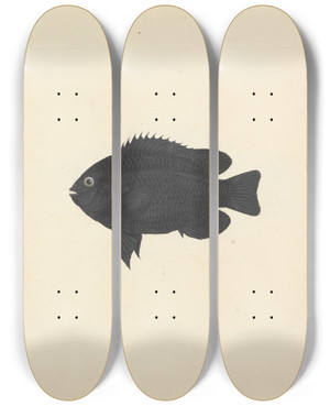 Triptych art skateboard deck of Luigi Balugani Unidentified Fish_8 by Luigi Balugani (1737-1770)