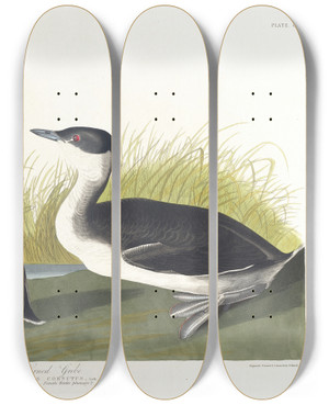 Triptych art skateboard deck of John James Audubon Horned Grebe by John James Audubon (1785-1851)