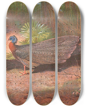 Triptych art skateboard deck of Archibald Thorburn Bornean Argus Pheasant by Archibald Thorburn (1860-1935)