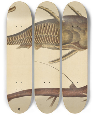 Triptych art skateboard deck of Mark Catesby The Vipermouth Silurus Cataphractus by Mark Catesby (1683-1749)