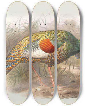 Triptych art skateboard deck of Joseph Smit Melaeacris Ocellata by Joseph Smit (1836-1929)