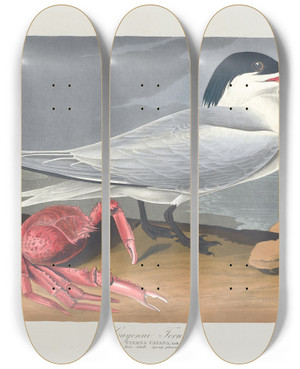 Triptych art skateboard deck of John James Audubon Cayenne Tern by John James Audubon (1785-1851)