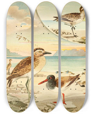 Triptych art skateboard deck of Emil August Gldi Tutu Pirpir Massaricos by Emil August Goldi (1859-1917)