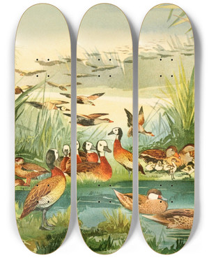 Triptych art skateboard deck of Emil August Gldi Marrecas by Emil August Goldi (1859-1917)