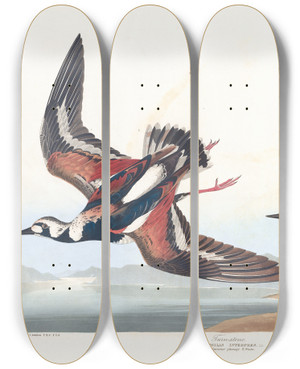 Triptych art skateboard deck of John James Audubon Turnstone by John James Audubon (1785-1851)