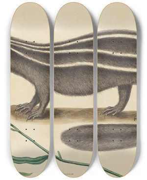 Triptych art skateboard deck of Mark Catesby The Pole Cat Viverra Putorius by Mark Catesby (1683-1749)