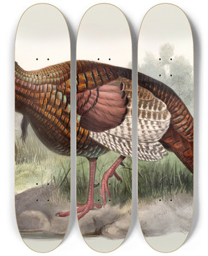 Triptych art skateboard deck of Joseph Smit Meleagris Gallopavo by Joseph Smit (1836-1929)