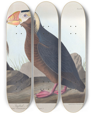 Triptych art skateboard deck of John James Audubon Tufted Auk by John James Audubon (1785-1851)