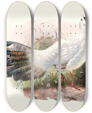Triptych art skateboard deck of Joseph Smit Crossoptilon Drouynii by Joseph Smit (1836-1929)