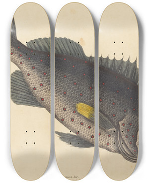 Triptych art skateboard deck of Mark Catesby The Rock Fish Perca Venenosa by Mark Catesby (1683-1749)