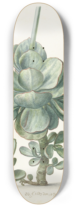 Herman Saftleven - Vetplant (Cotyledon orbiculata) 8.25 inch art skate deck