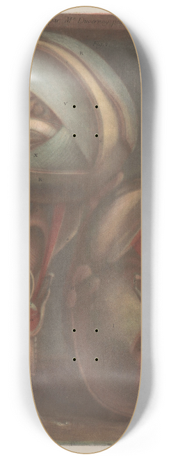 Jacques Fabien Gautier d'Agoty - Two heads with the veins visible, with the larynx and vocal cords in detail 8.25 inch art skate deck