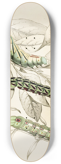 James Duncan - Caterpillar of Metopsilus Tersa, Sphinx Chionanthi, Sphinx Gaurae 8.25 inch art skate deck