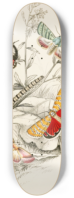 James Duncan - Deiopeia bella, Cydosia nobilitella, Chloridea Rhexiae 8.25 inch art skate deck