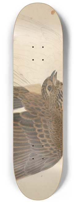 James Sowerby - Eurasian skylark. 8.25 inch art skate deck