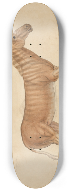 James Sowerby - Quagga Zebra 8.25 inch art skate deck