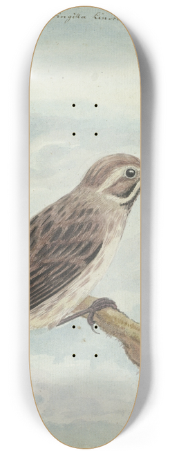 Jan Brandes - Hollandse vogel 8.25 inch art skate deck