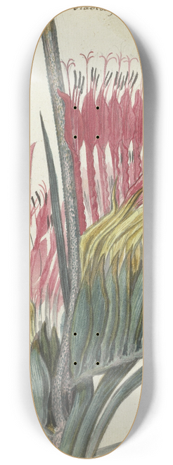 Jan Brandes - Kaapse bloem 8.25 inch art skate deck