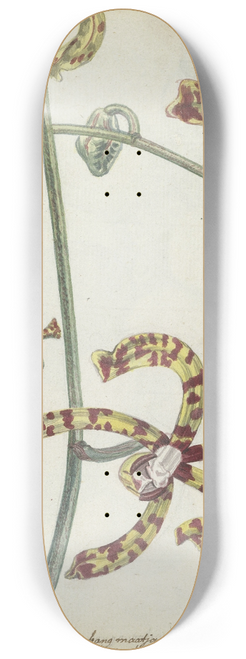 Jan Brandes - Oostindische bloem cambang matjang 8.25 inch art skate deck
