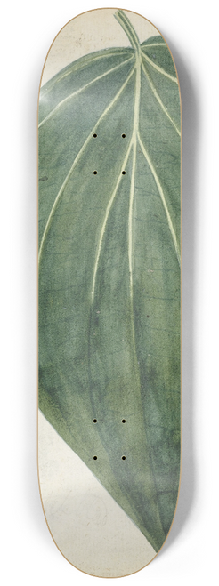 Jan Brandes - Sirih of betelblad 8.25 inch art skate deck