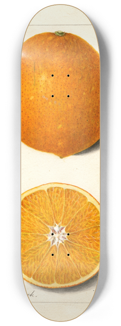 Amanda Almira Newton - Citrus sinensis: Thompson Improved Navel 8.25 inch art skate deck Amanda Almira Newton - Citrus sinensis: Thompson Improved Navel 8.25 inch art skate deck