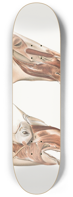 Johan Erik Vesti Boas - Deeper Facial Muscles Of Horse And Tapir 8.25 inch art skate deck
