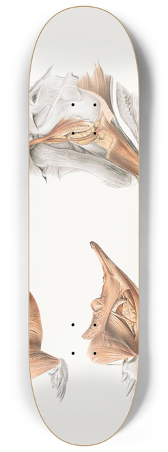 Johan Erik Vesti Boas - Superficial facial muscles of Echidna 8.25 inch art skate deck