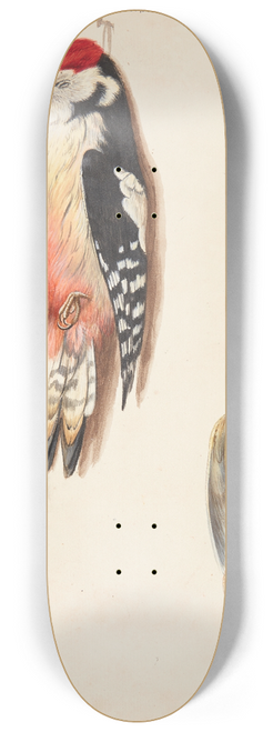 Johanna Fosie - Studie af dd flagsptte og gulspurv, ophngt 8.25 inch art skate deck
