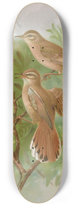 Johann Friedrich Naumann - Agrobates familiaris, Agrobates galactodes 8.25 inch art skate deck