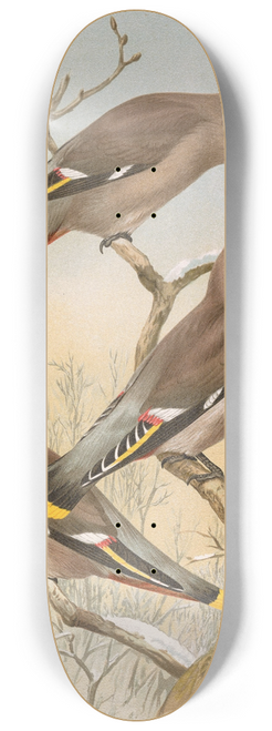 Johann Friedrich Naumann - Ampelis garrulus 8.25 inch art skate deck