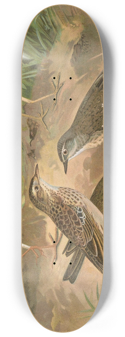 Johann Friedrich Naumann - Anthus obscurus, Gustavi Swinhoe, campestris, spipoletta, Richardi 8.25 inch art skate deck