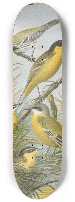 Johann Friedrich Naumann - Budytes flavus cinereocapillus (Savi), melanocephalus (Lichtenstein), melanocephalus xanthophrys, Dendroeca virens 8.25 inch art skate deck