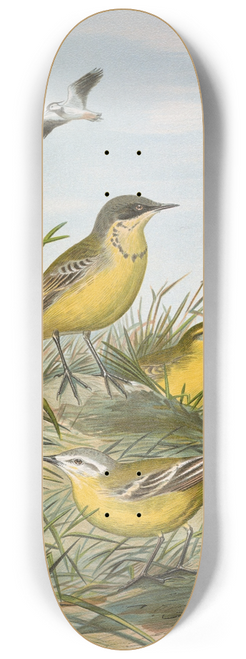Johann Friedrich Naumann - Budytes taivanus Swinhoe, Budytes flavus beema Sykes, Budytes flavus borealis (Sundevall) 8.25 inch art skate deck