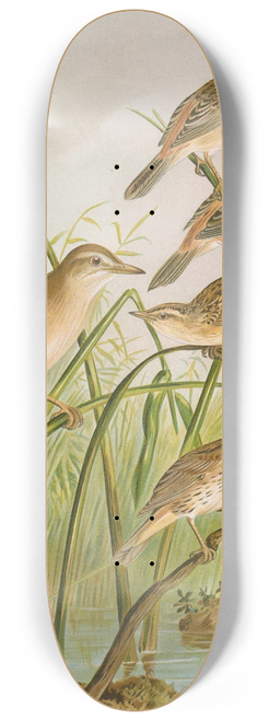 Johann Friedrich Naumann - Calamodus schoenobaenus, aquaticus, arundinaceus 8.25 inch art skate deck