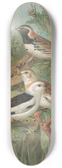 Johann Friedrich Naumann - Calcarius lapponicus, Plectrophenax nivalis 8.25 inch art skate deck