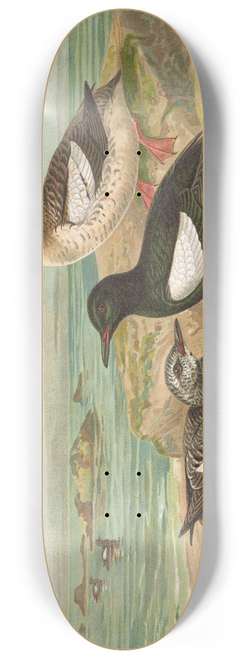 Johann Friedrich Naumann - Cepphus grylle (L.), Gryll-Teiste 8.25 inch art skate deck