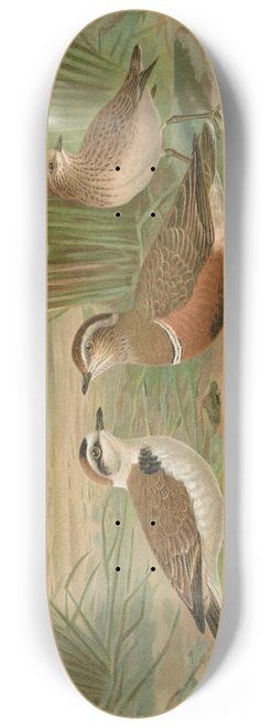 Johann Friedrich Naumann - Charadrius alexandrinus, Charadrius morinellus 8.25 inch art skate deck