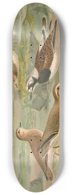 Johann Friedrich Naumann - Charadrius asiaticus, Arenaria interpres 8.25 inch art skate deck
