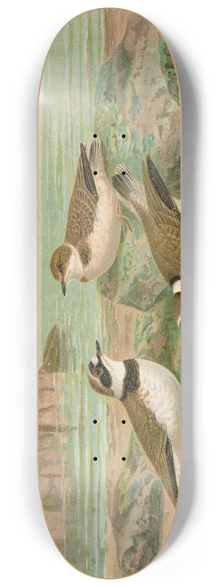 Johann Friedrich Naumann - Charadrius dubius Scop 8.25 inch art skate deck