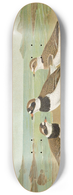 Johann Friedrich Naumann - Charadrius hiaticula 8.25 inch art skate deck