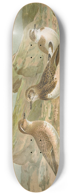 Johann Friedrich Naumann - Charadrius morinellus, Arenaria interpres, Charadrius alexandrinus 8.25 inch art skate deck