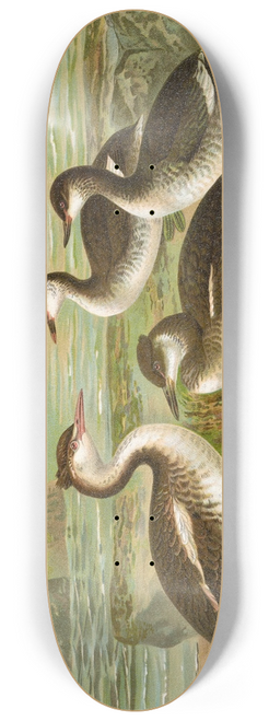 Johann Friedrich Naumann - Colymbus cristatus, Grosser Lappentaucher. 8.25 inch art skate deck