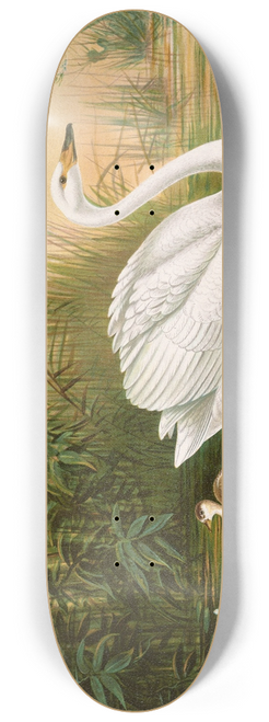 Johann Friedrich Naumann - Cygnus cygnus 8.25 inch art skate deck
