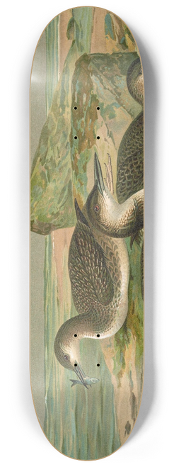 Johann Friedrich Naumann - Gavia arctica (L.), Polar-Seetaucher. 8.25 inch art skate deck