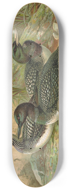 Johann Friedrich Naumann - Gavia arctica (L.), Polar-Seetaucher 8.25 inch art skate deck