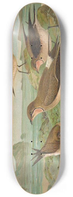 Johann Friedrich Naumann - Glareola pratincola, Glareola melanoptera Nordm 8.25 inch art skate deck