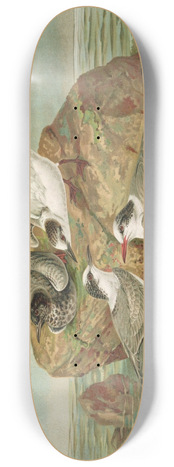 Johann Friedrich Naumann - Hydrochelidon fissipes, Hydrochelidon hybrida, Hydrochelidon nigra. 8.25 inch art skate deck