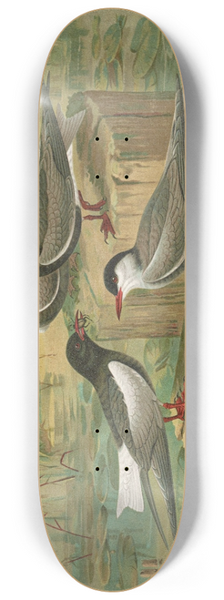 Johann Friedrich Naumann - Hydrochelidon fissipes, Hydrochelidon hybrida, Hydrochelidon nigra 8.25 inch art skate deck