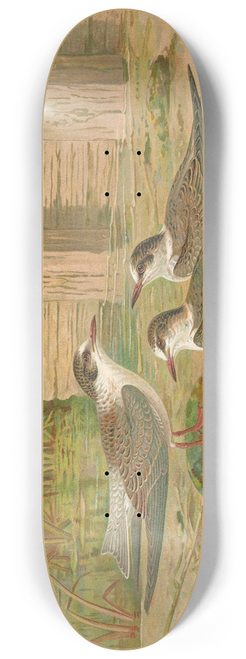 Johann Friedrich Naumann - Hydrochelidon hybrida, Hydrochelidon fissipes, Hydrochelidon nigra 8.25 inch art skate deck