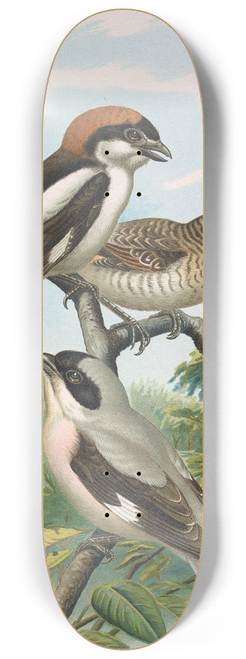 Johann Friedrich Naumann - Lanius minor, Lanius senator 8.25 inch art skate deck